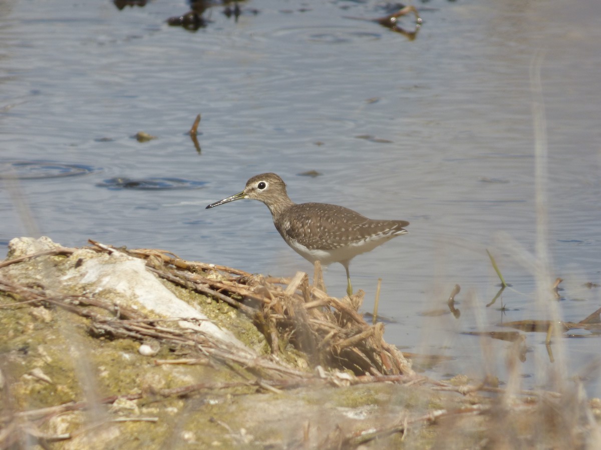 Solitary Sandpiper - ML49275371