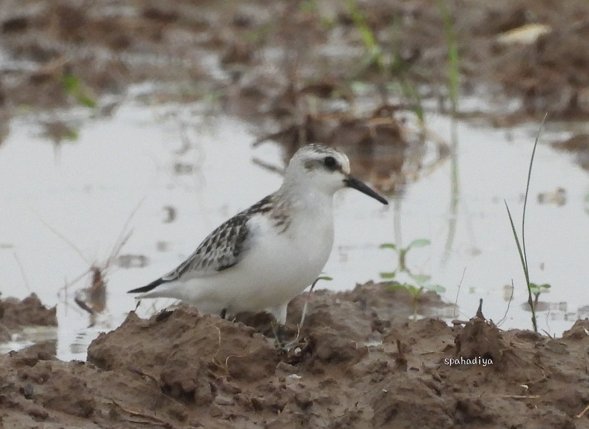 Sanderling - ML492753961