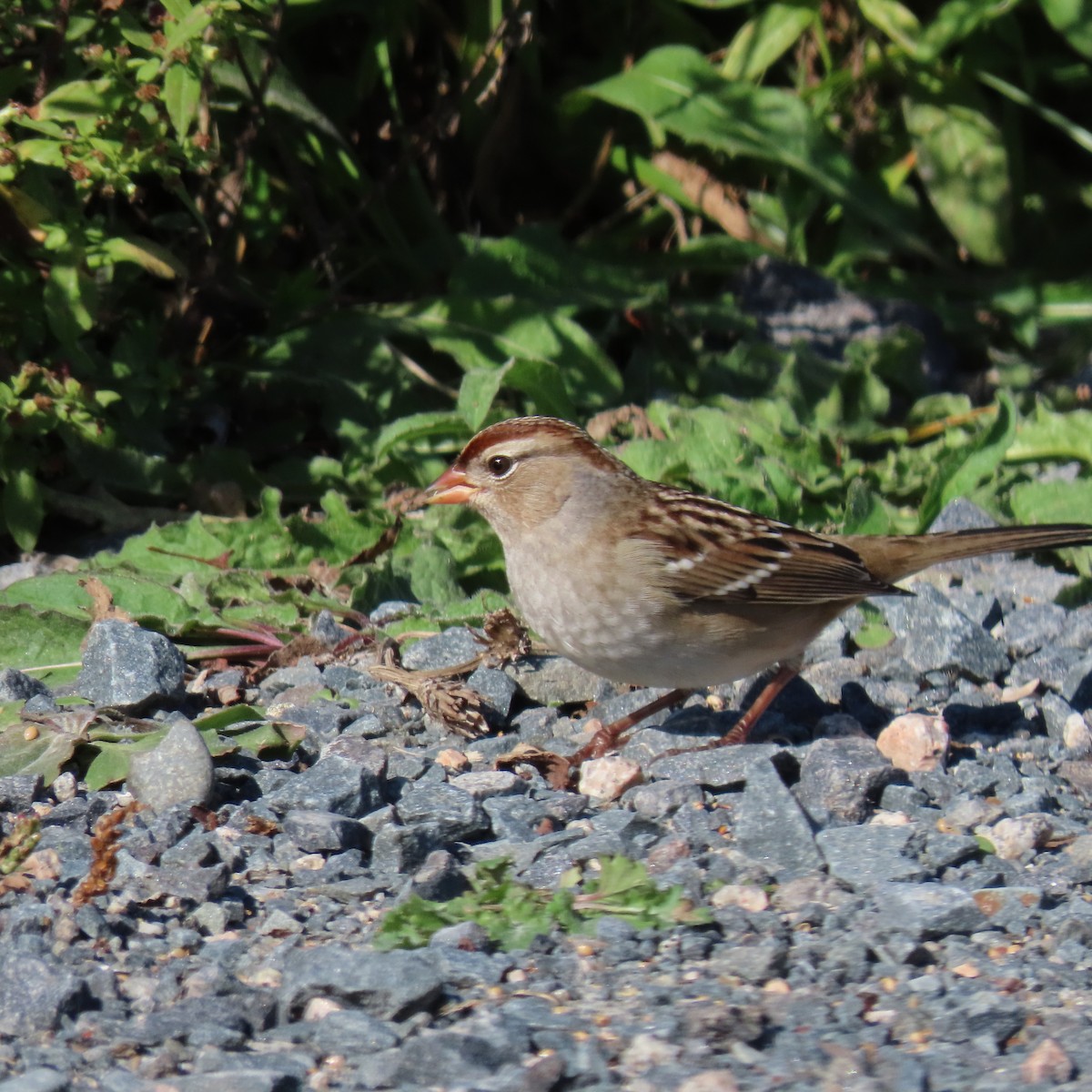 White-crowned Sparrow - ML492754561