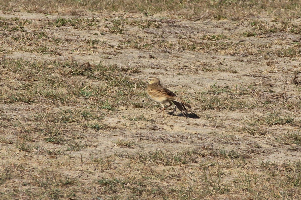 Длинноклювый конёк - ML49275551