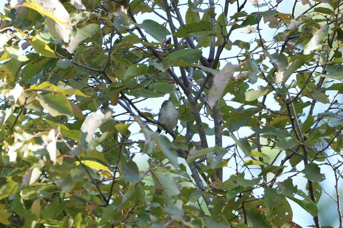 Chestnut-sided Warbler - ML492755991