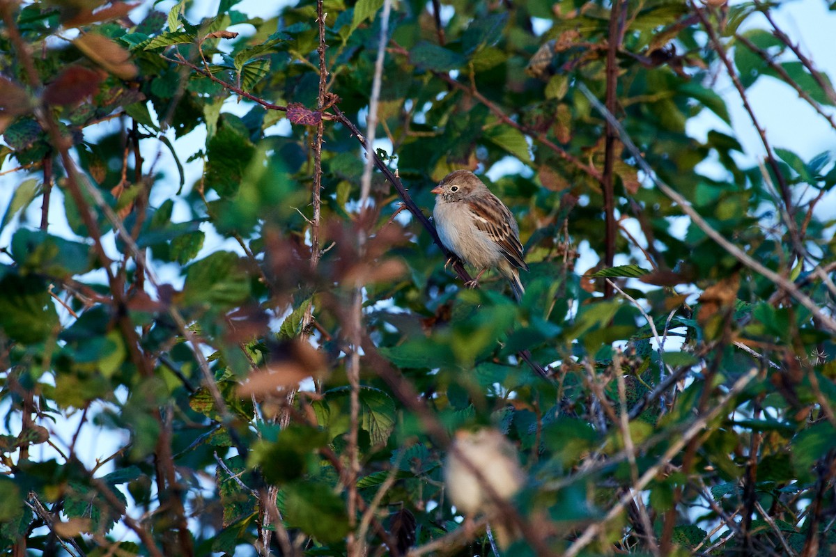 Field Sparrow - ML492756081