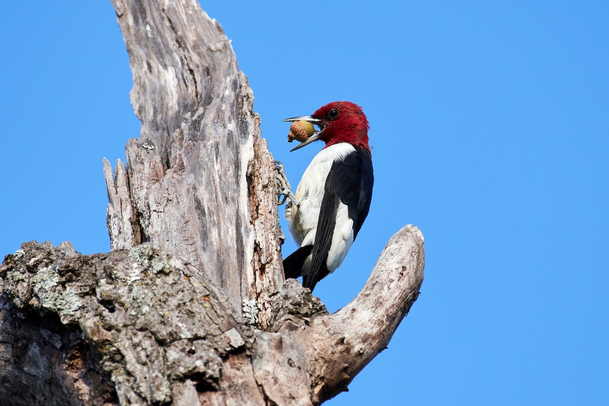 Red-headed Woodpecker - ML492756211