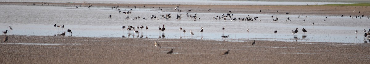 Black-necked Stilt - ML492756461