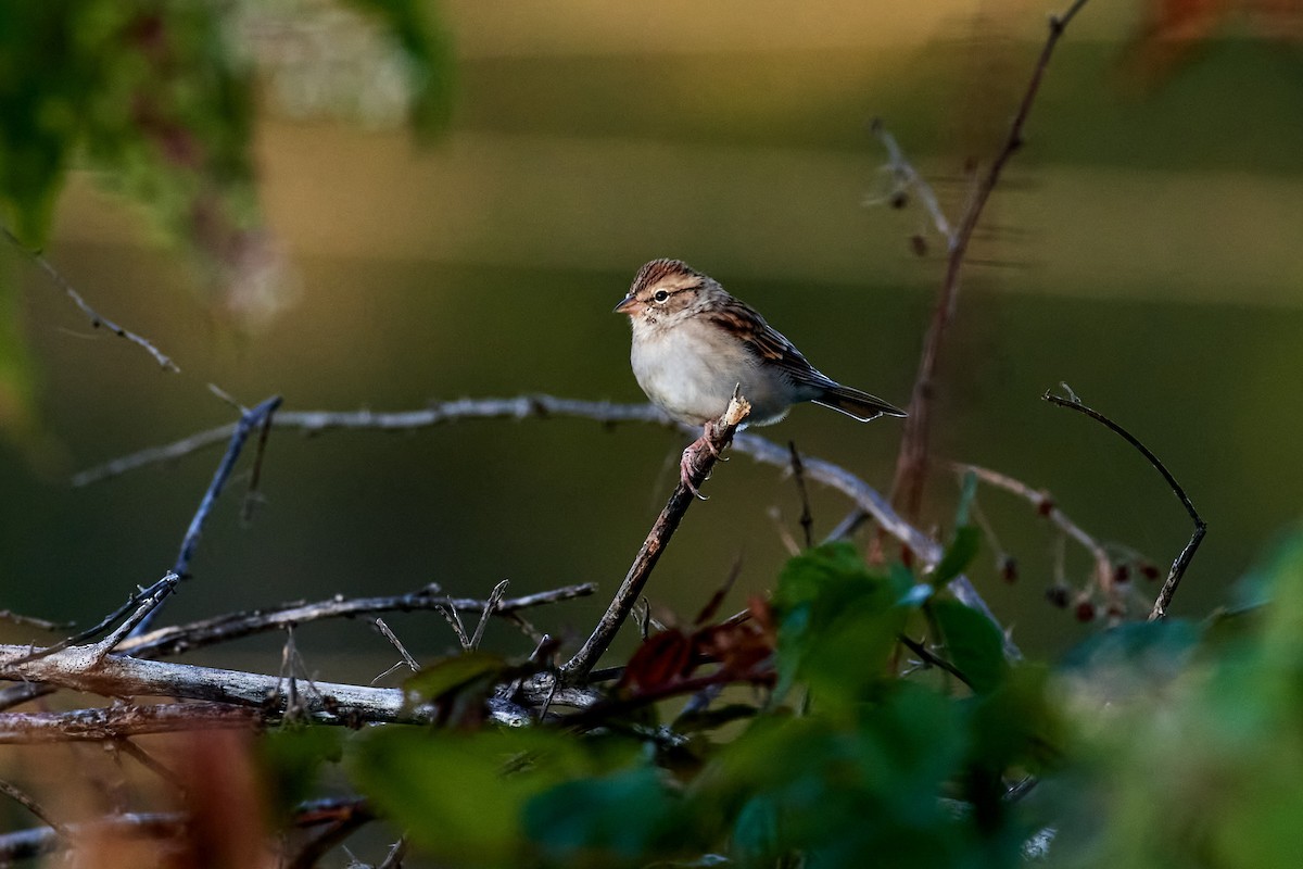 Chipping Sparrow - ML492756631