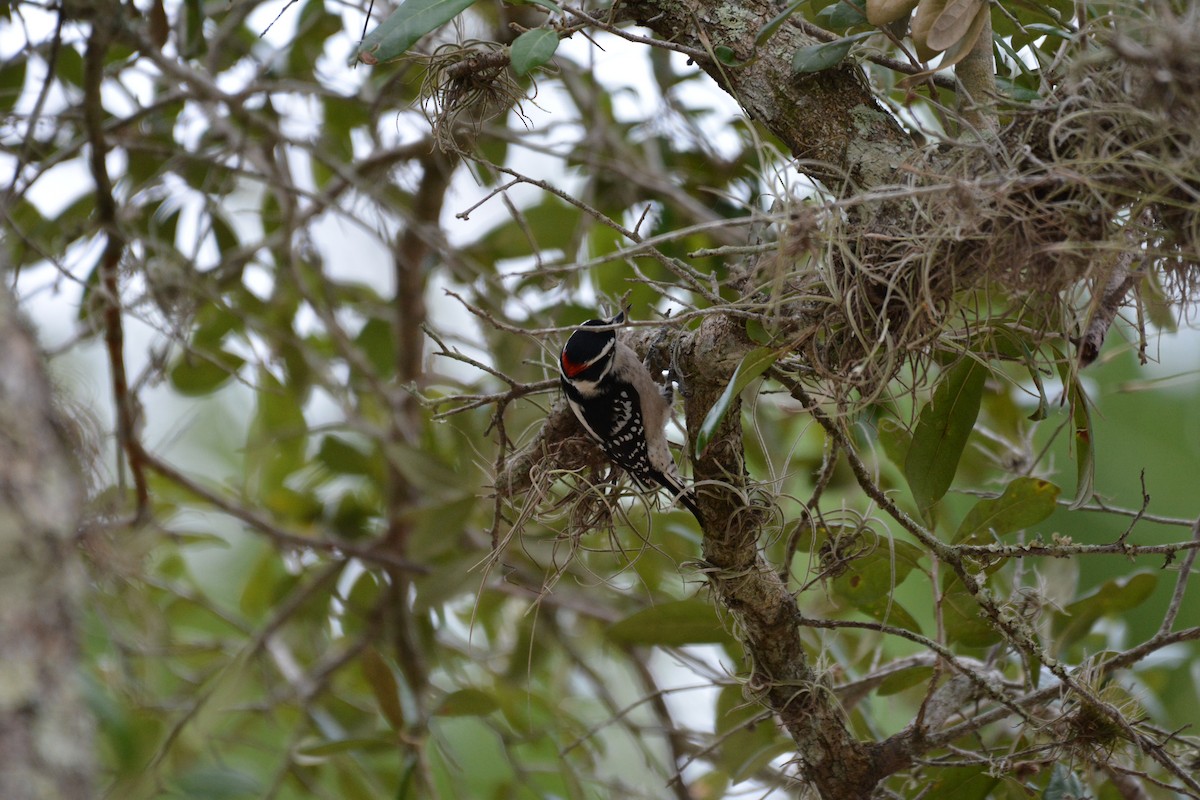 Downy Woodpecker - ML492756681