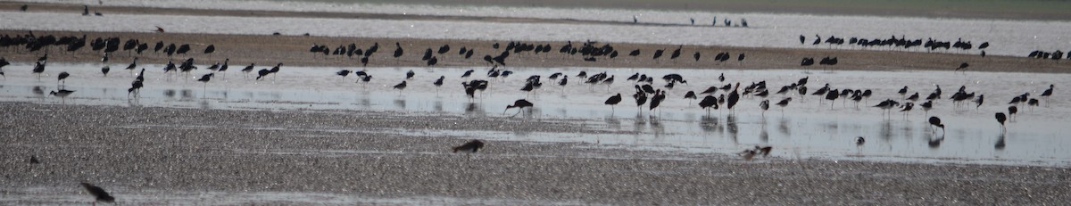 White-faced Ibis - Viviana Fuentes