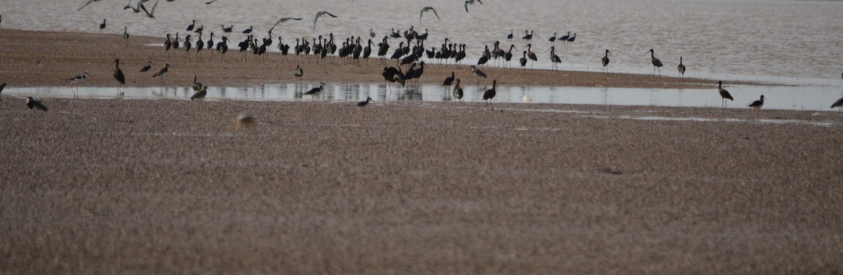 White-faced Ibis - ML492756741