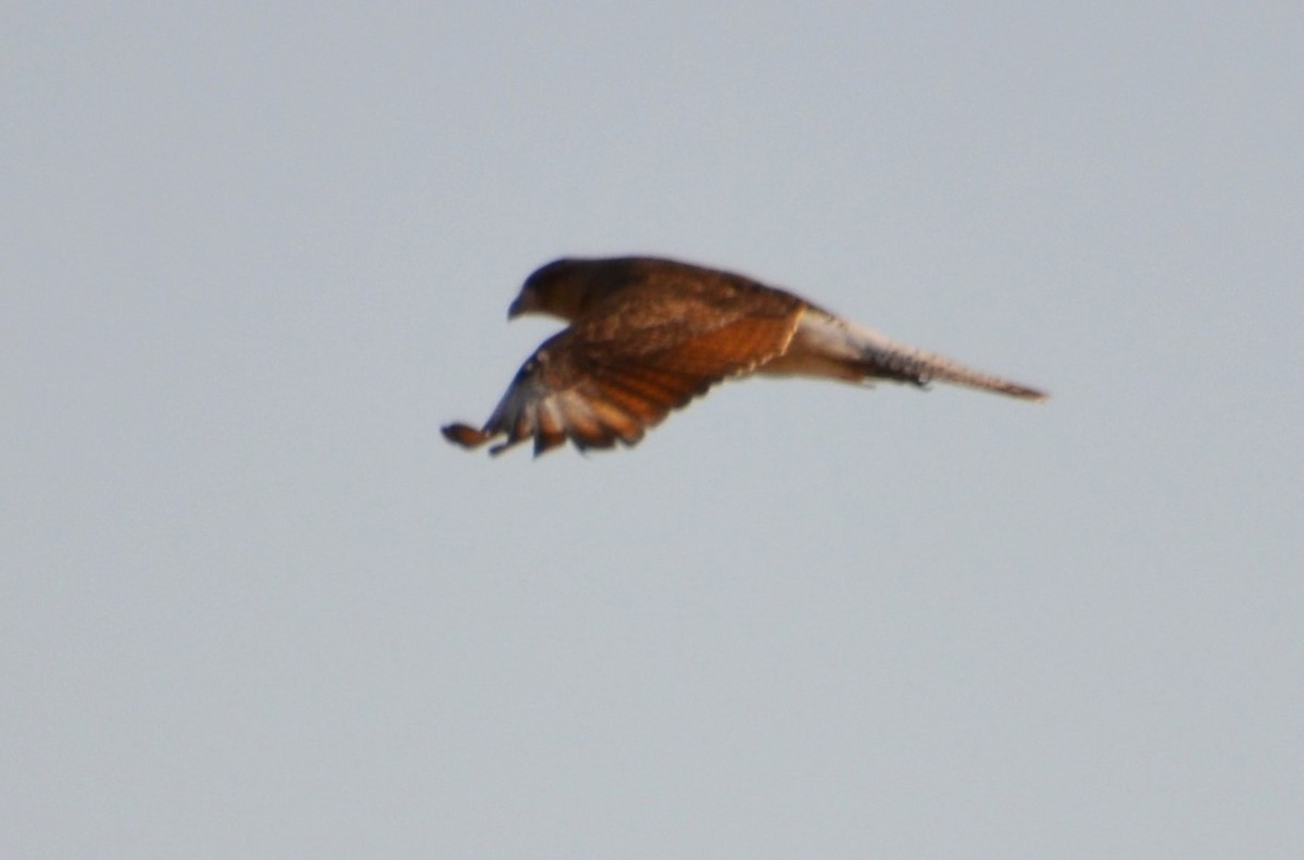 Chimango Caracara - ML492756821