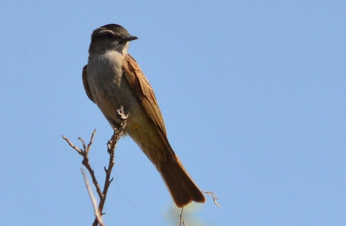 Crowned Slaty Flycatcher - ML492756981