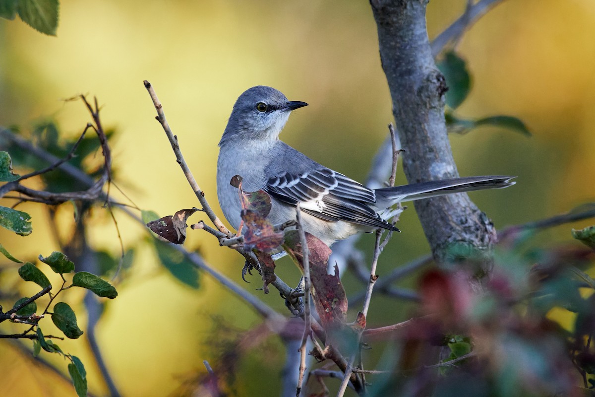 Northern Mockingbird - ML492757021