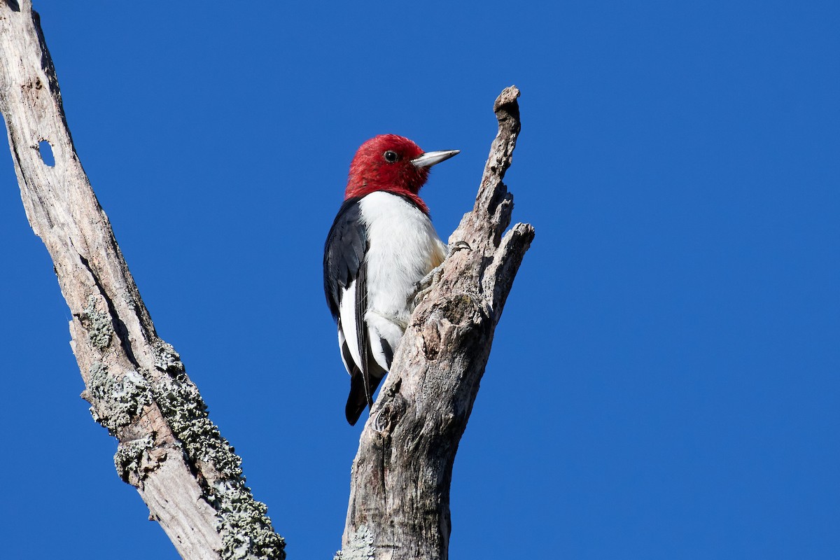 Red-headed Woodpecker - ML492757091