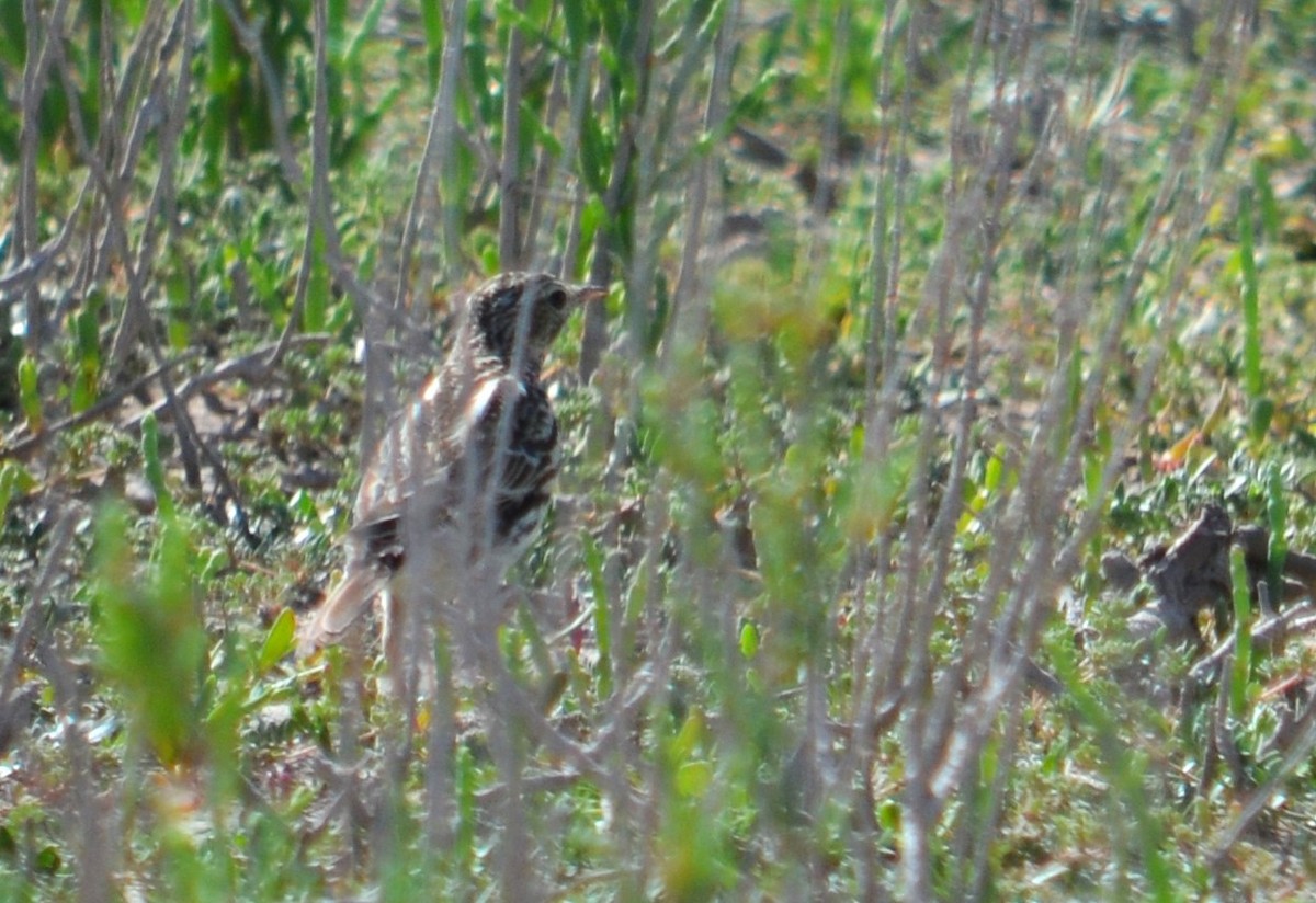 Correndera Pipit - ML492757101