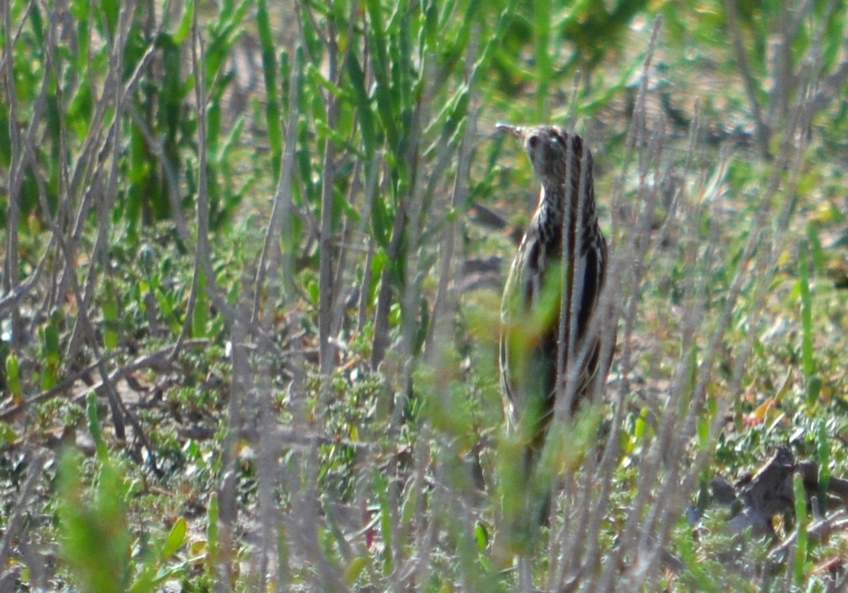 Correndera Pipit - ML492757111