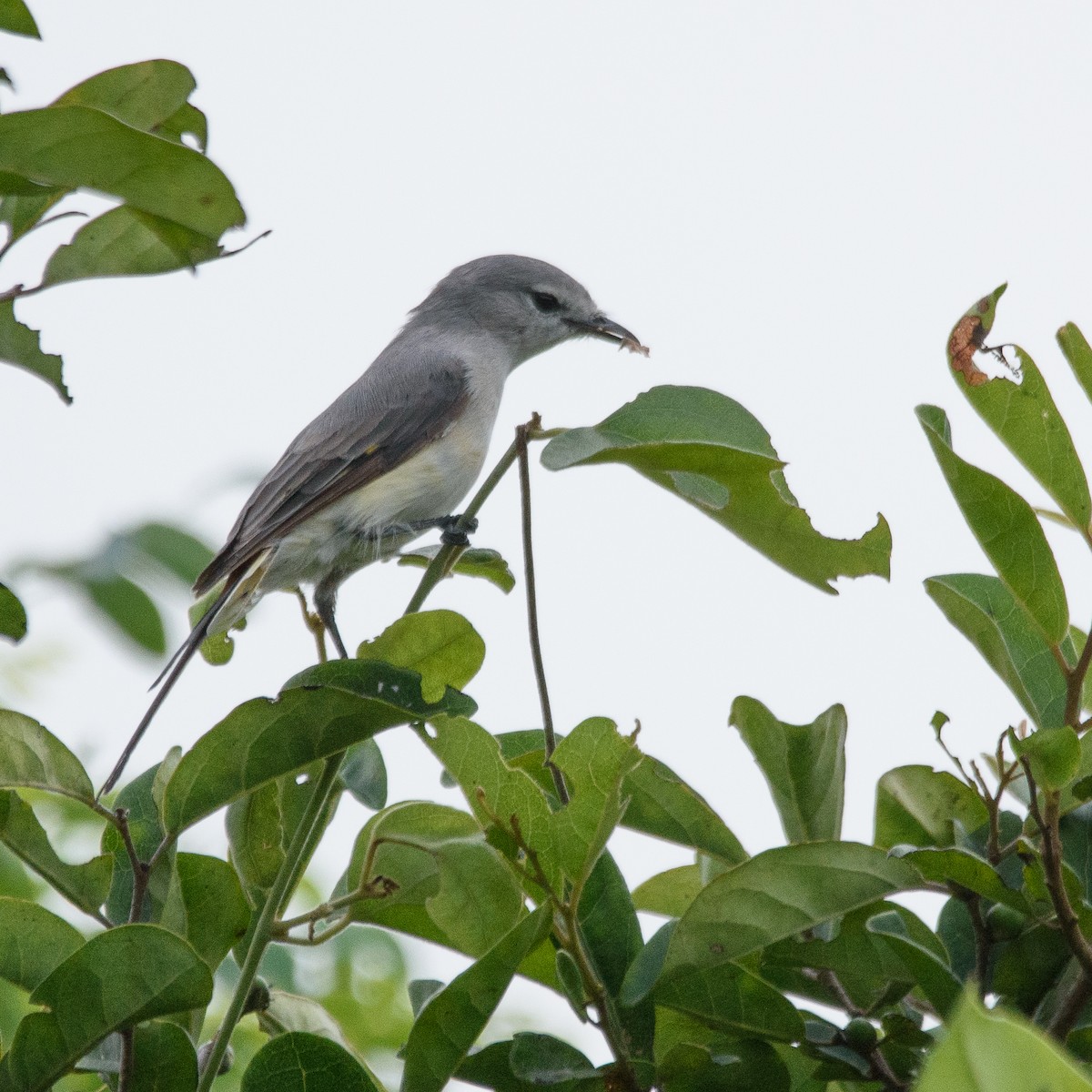 Small Minivet - ML492757181