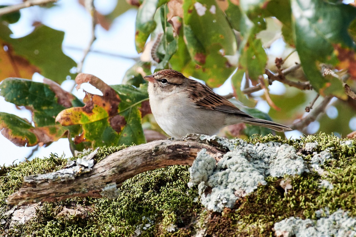 Chipping Sparrow - ML492757231
