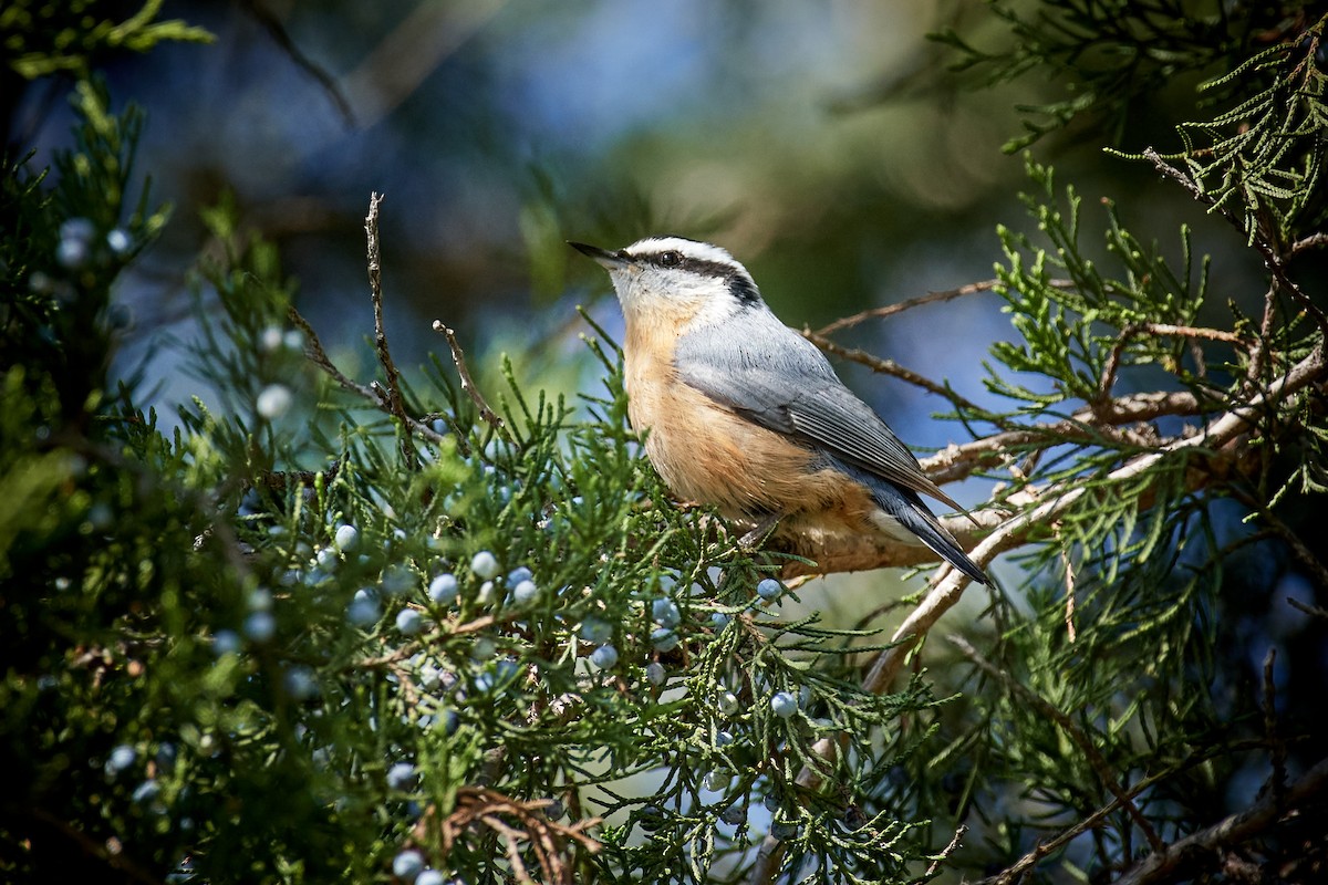 Red-breasted Nuthatch - ML492757381