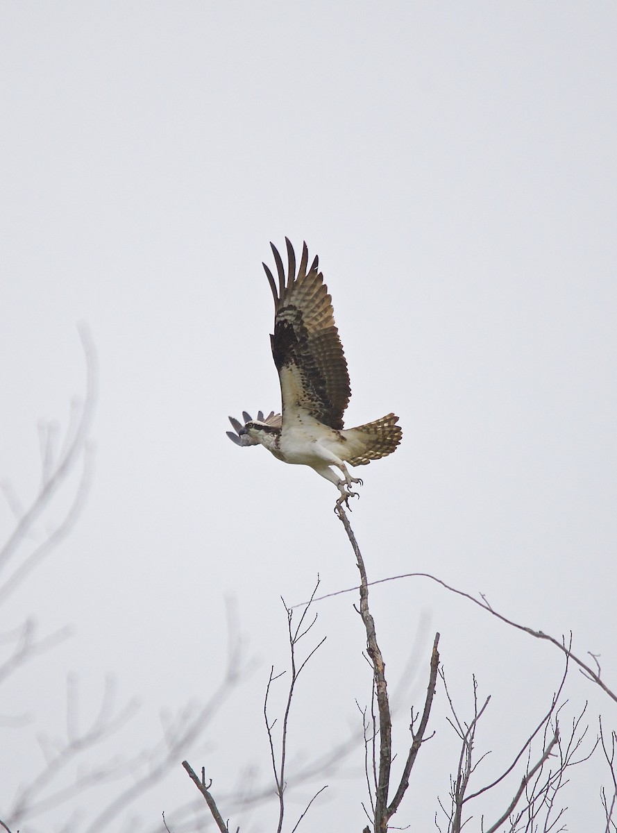 Osprey - ML492757581