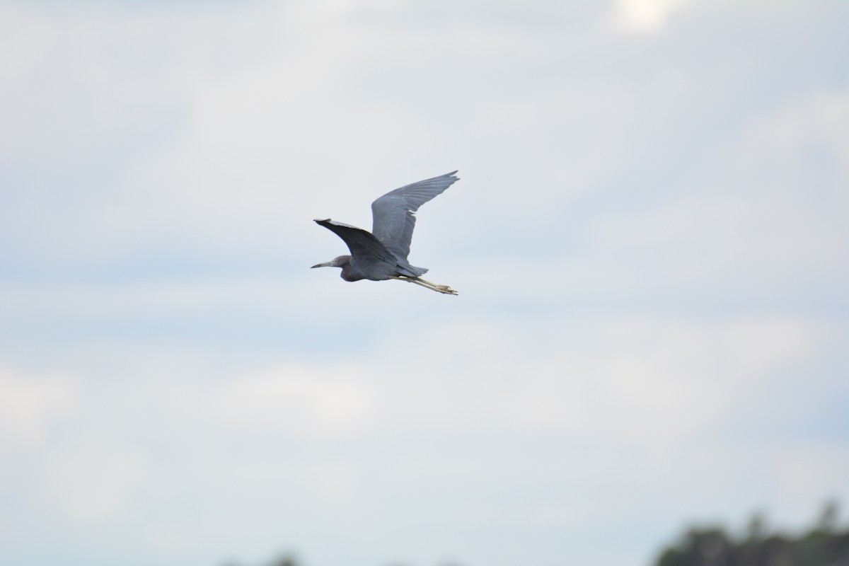 Little Blue Heron - ML492757711