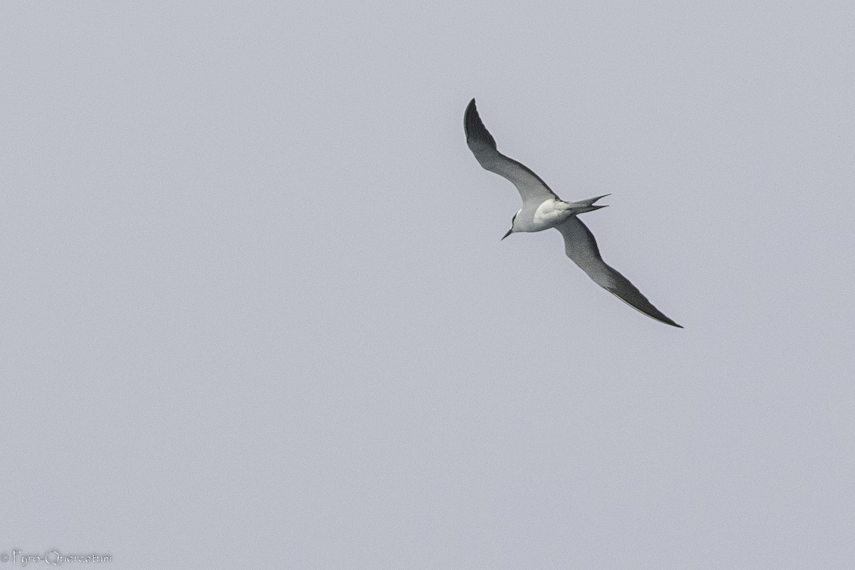 Sooty Tern - Sérgio Correia