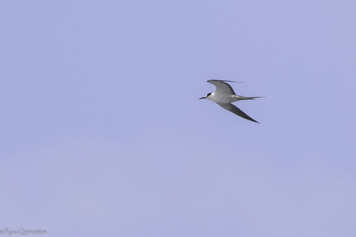 Sooty Tern - Sérgio Correia