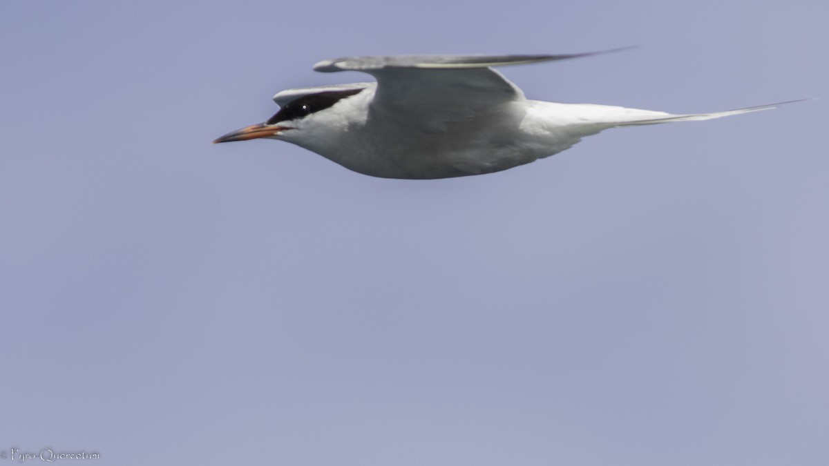 Common Tern - ML492758311