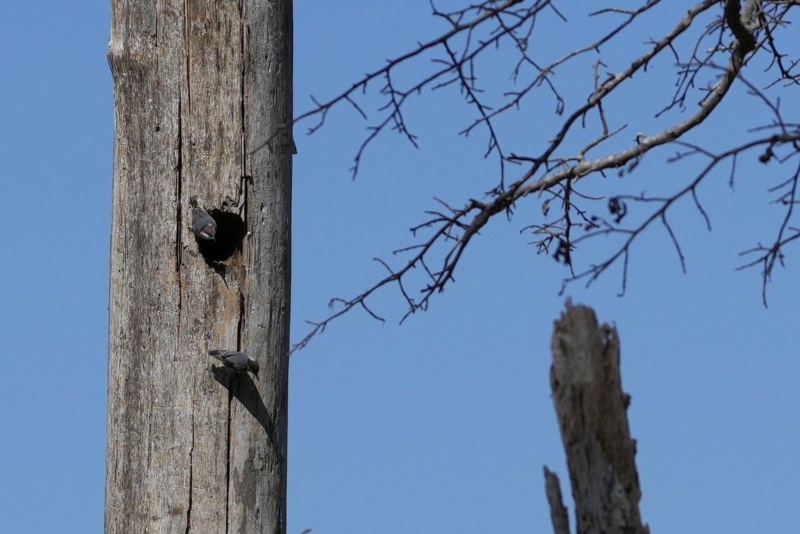 Brown-headed Nuthatch - ML492760741