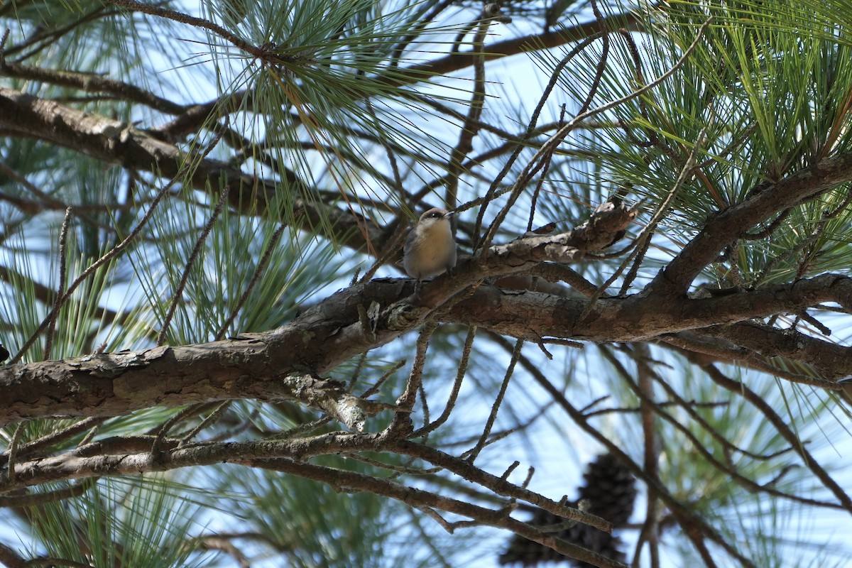 Brown-headed Nuthatch - ML492760751