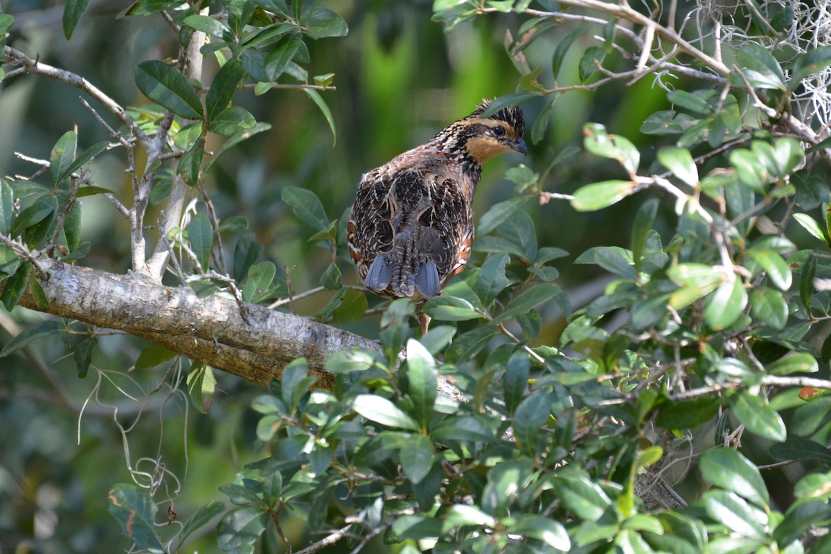 Northern Bobwhite - ML492761311