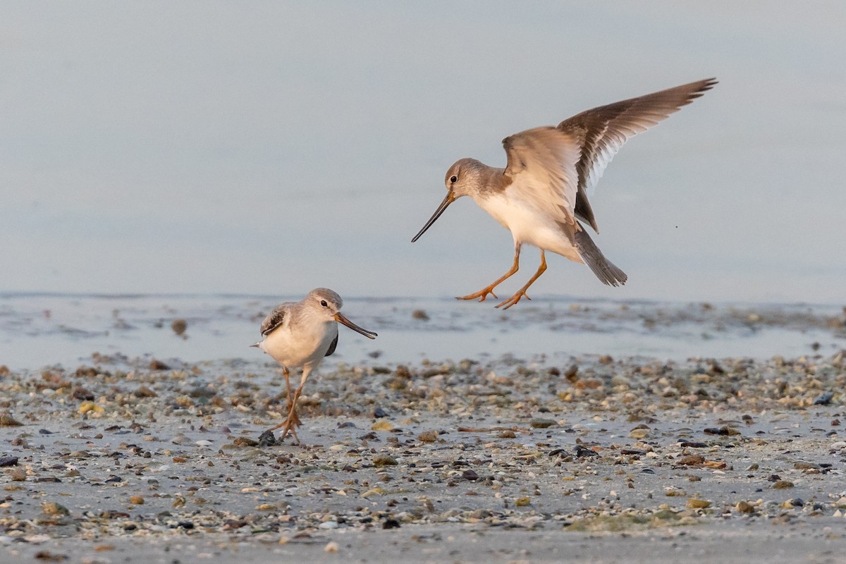 Terek Sandpiper - Nikos Mavris