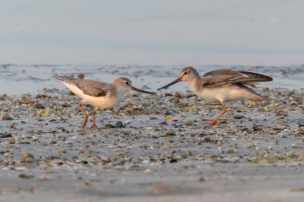 Terek Sandpiper - Nikos Mavris