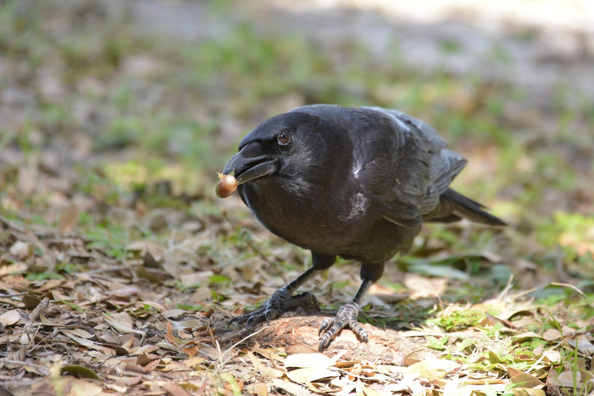 American Crow - ML492761611