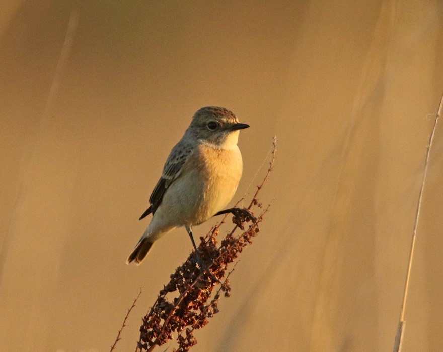 Siberian Stonechat - ML492766281