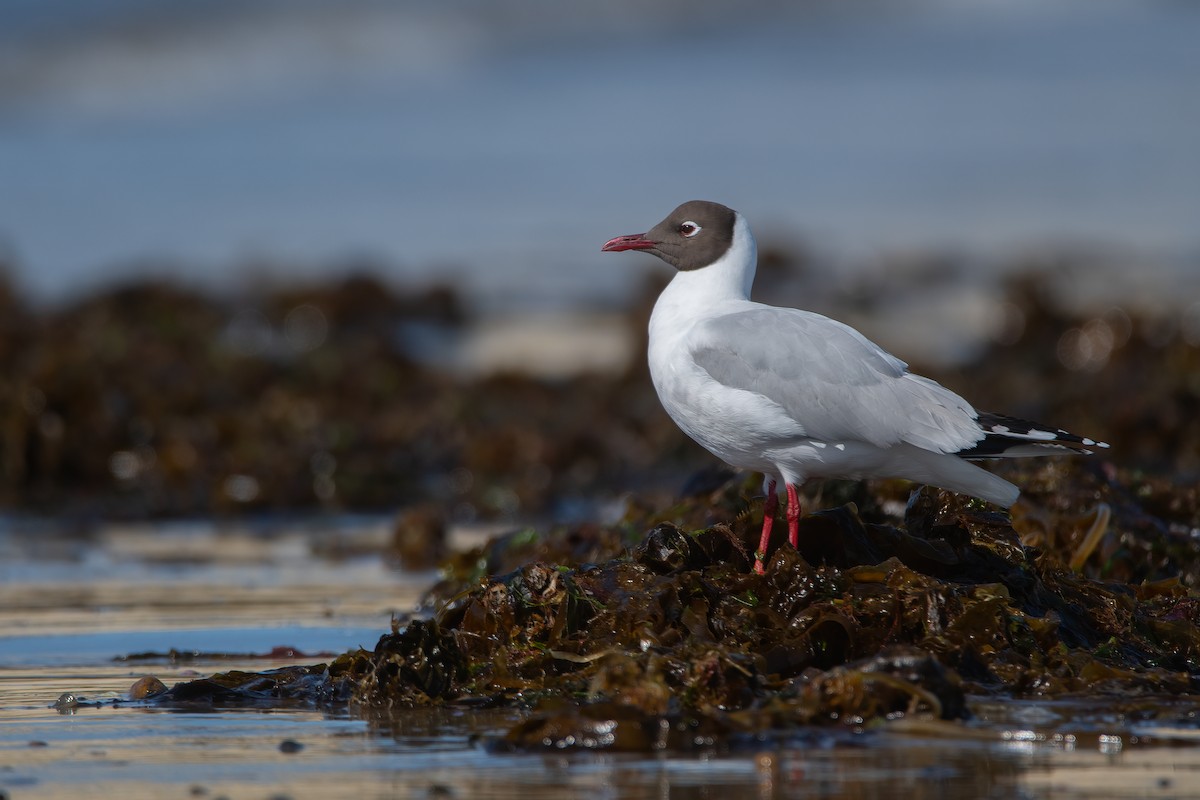 Brown-hooded Gull - Pablo Re