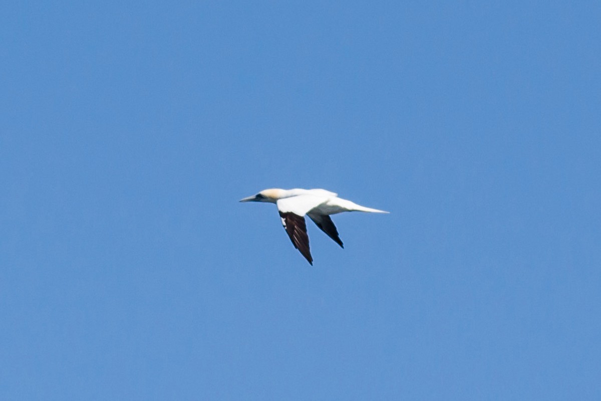 Northern Gannet - ML49277001