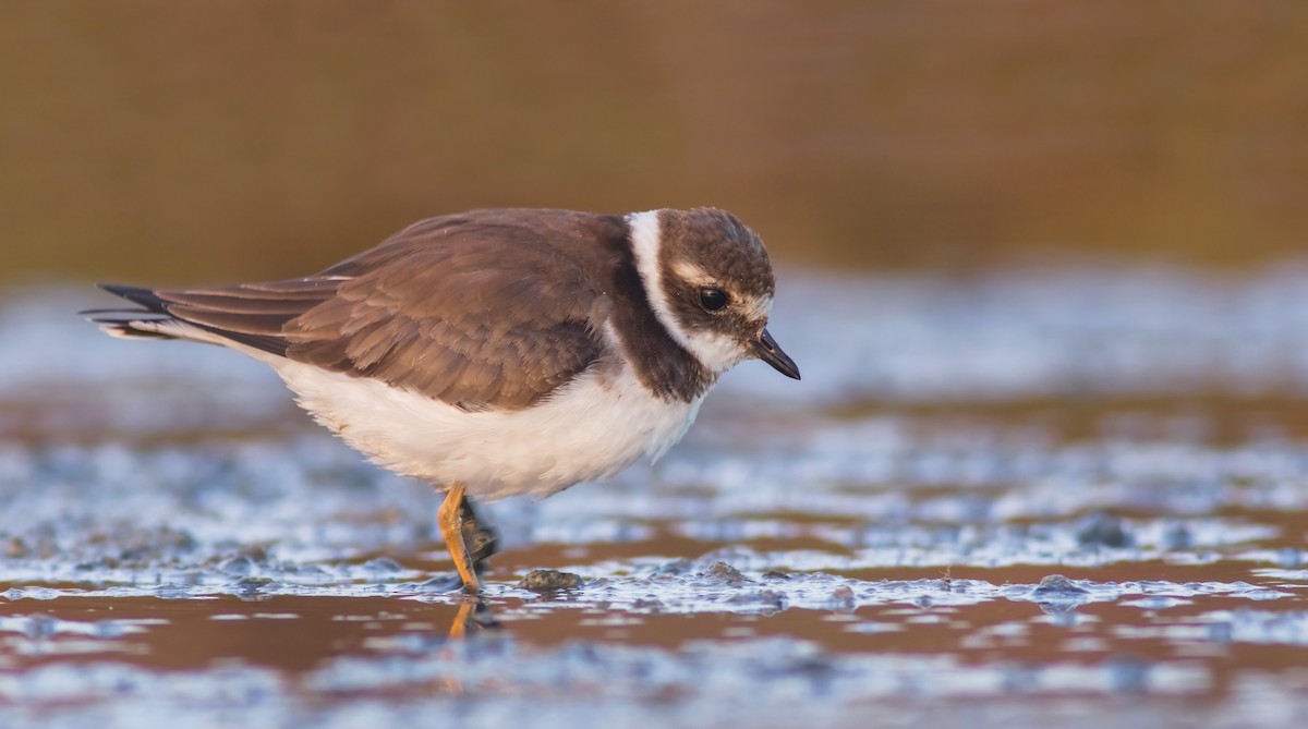 Common Ringed Plover - ML492772091