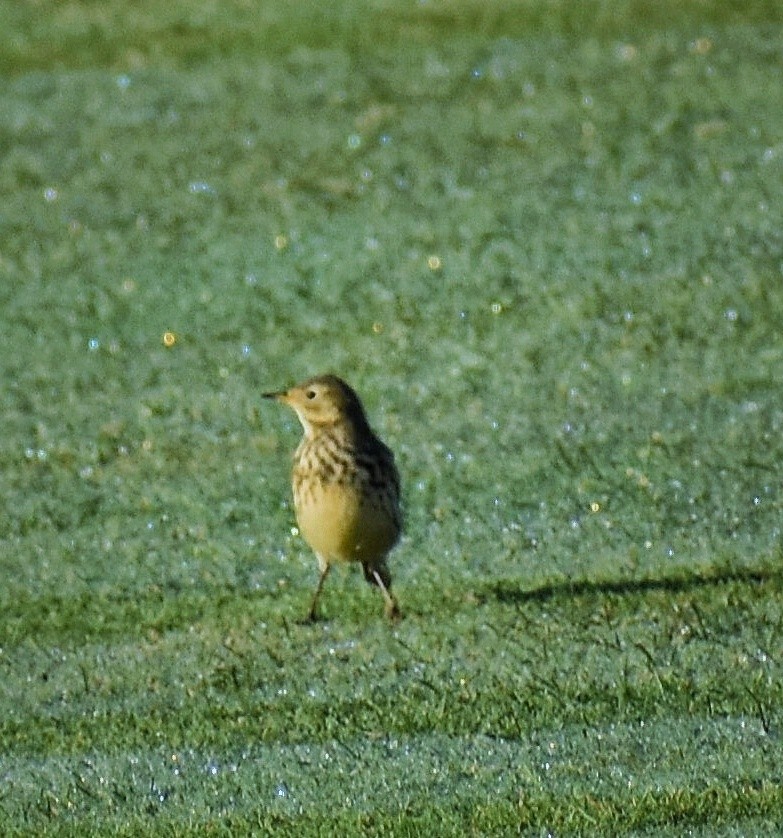 Pipit d'Amérique - ML492772891