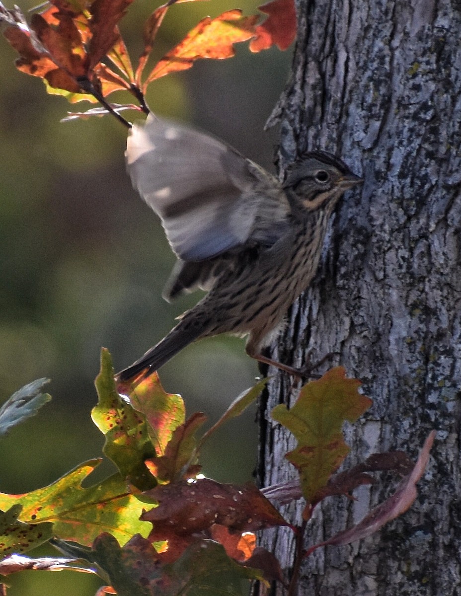 Lincoln's Sparrow - ML492773011