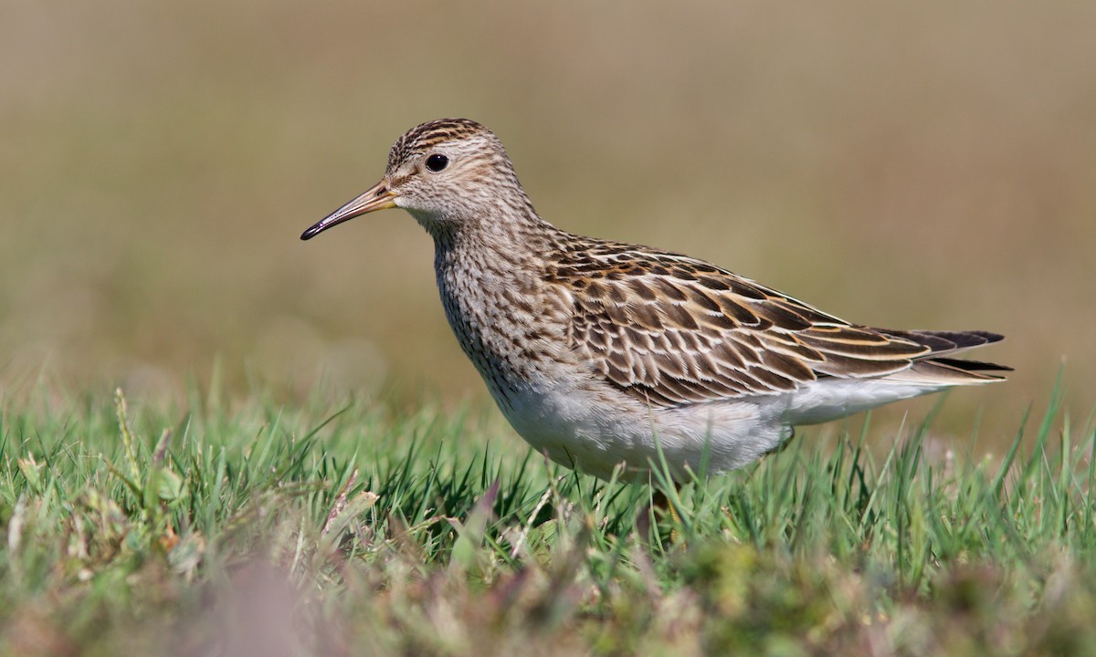 Pectoral Sandpiper - Alex Lin-Moore