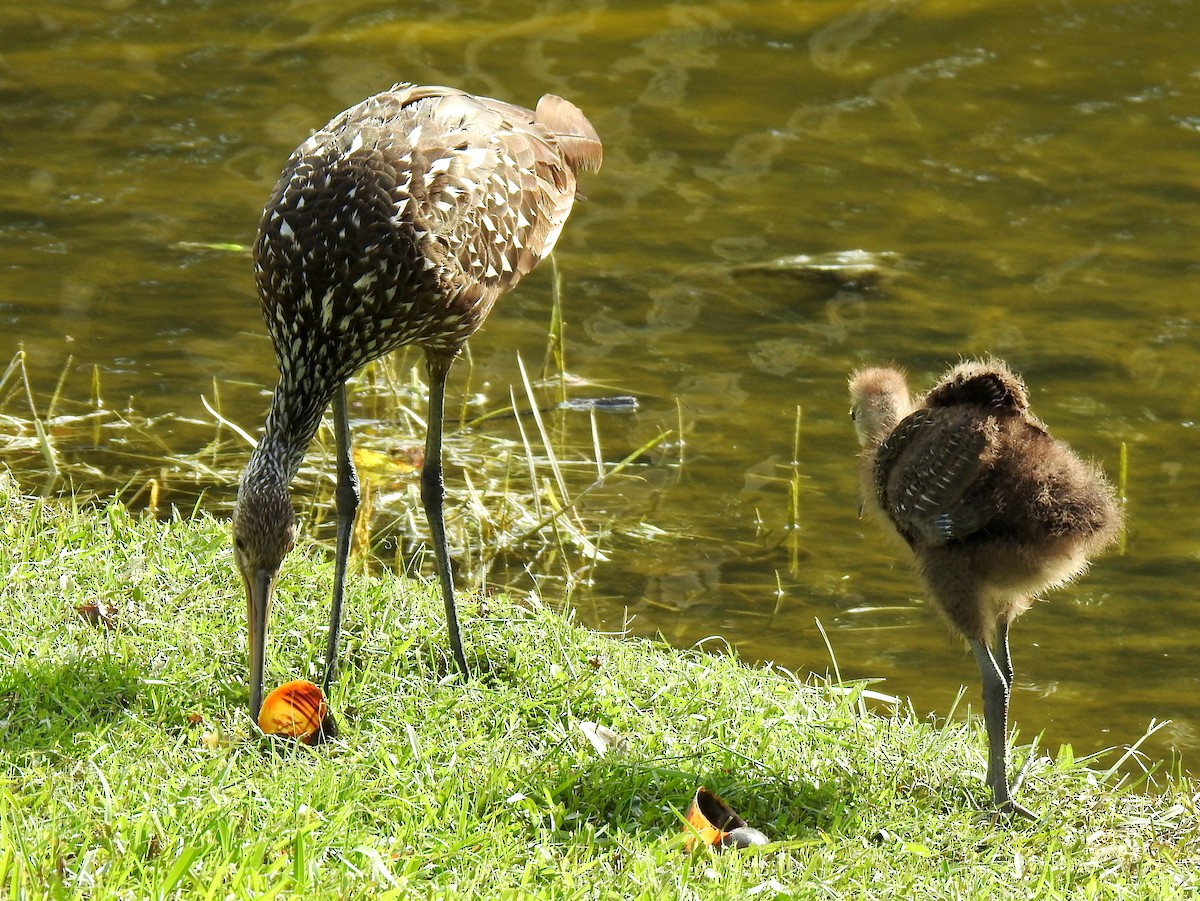 Limpkin - ML492775741