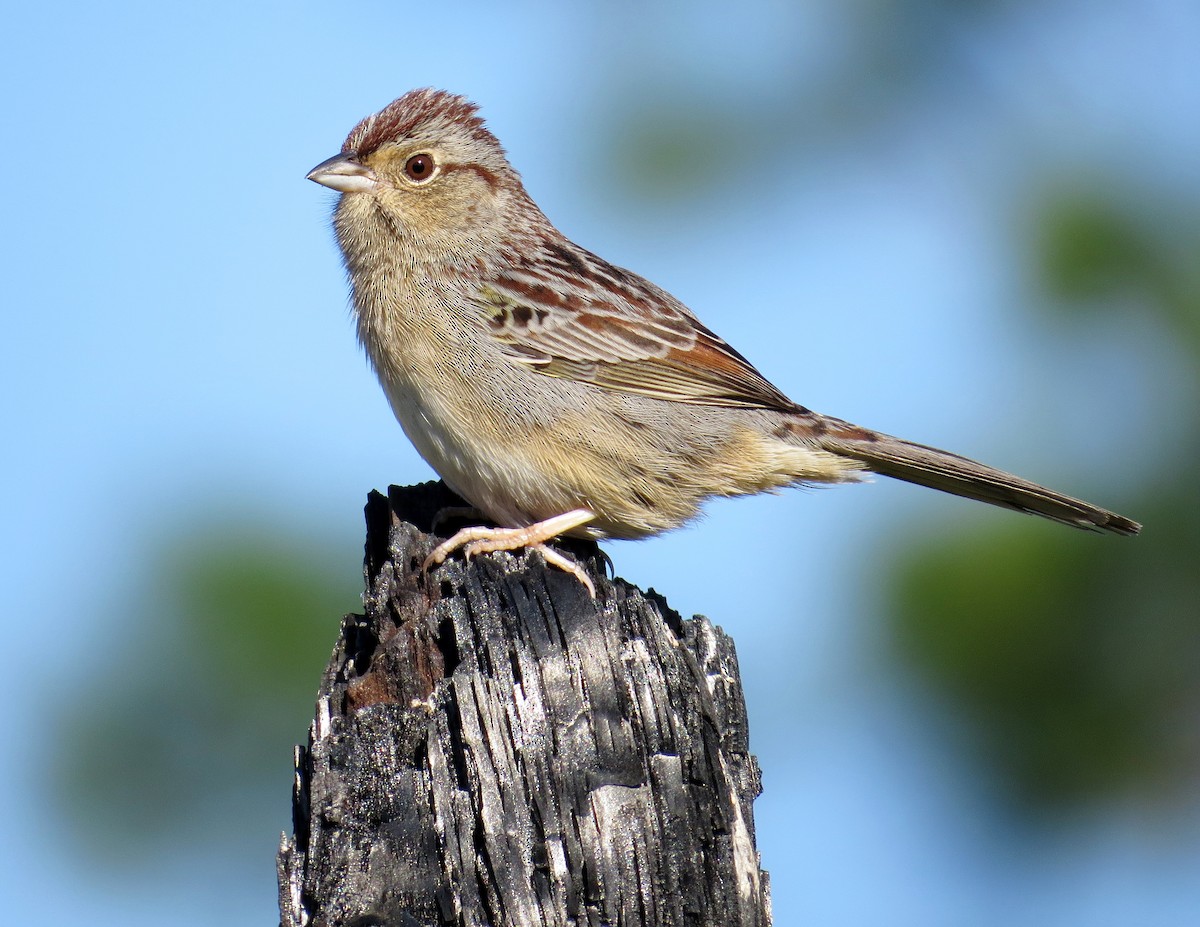 Bachman's Sparrow - Howard West