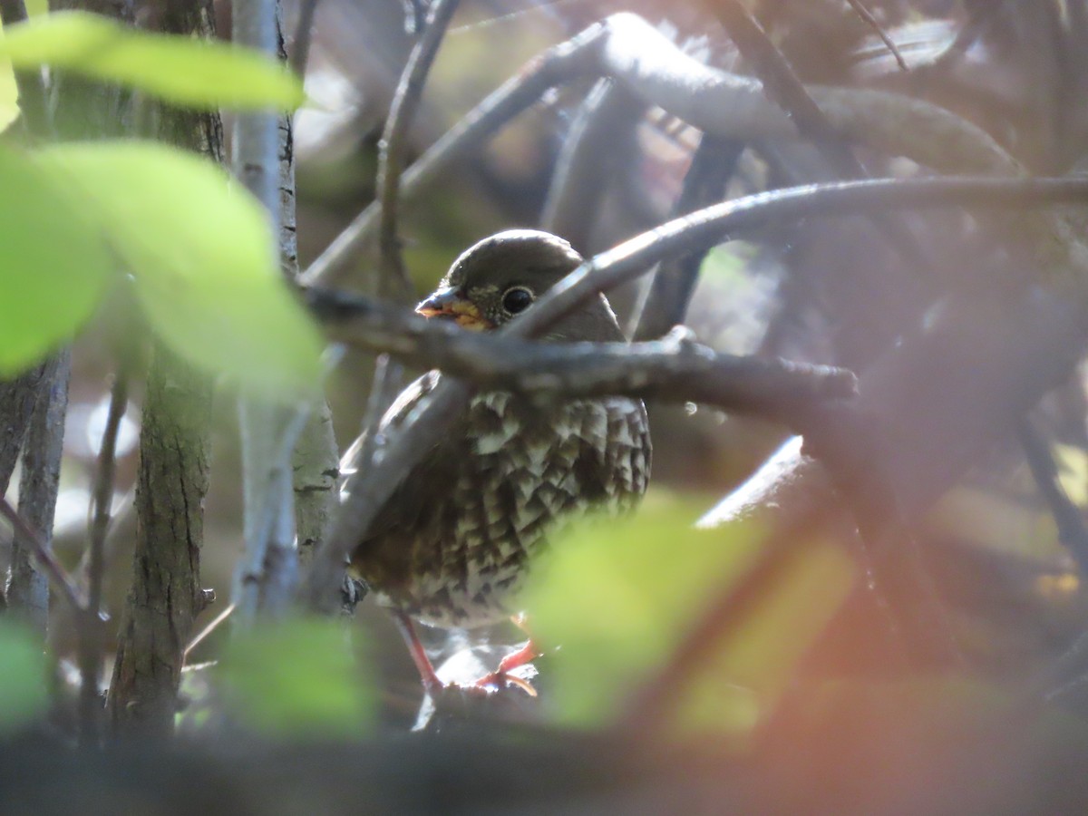 Fox Sparrow (Sooty) - Kieran Schnitzspahn