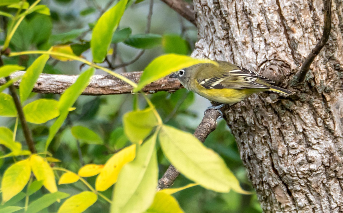 Mavi Başlı Vireo - ML492778851