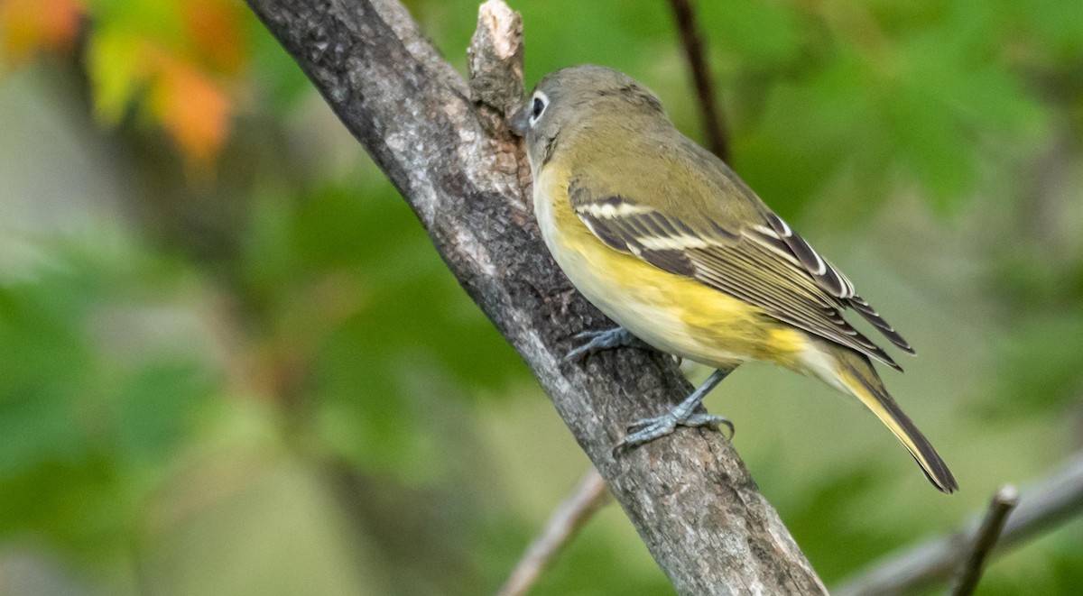 Vireo Solitario - ML492778861