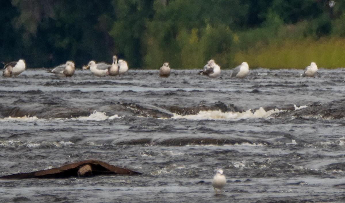 Lesser Black-backed Gull - ML492779251