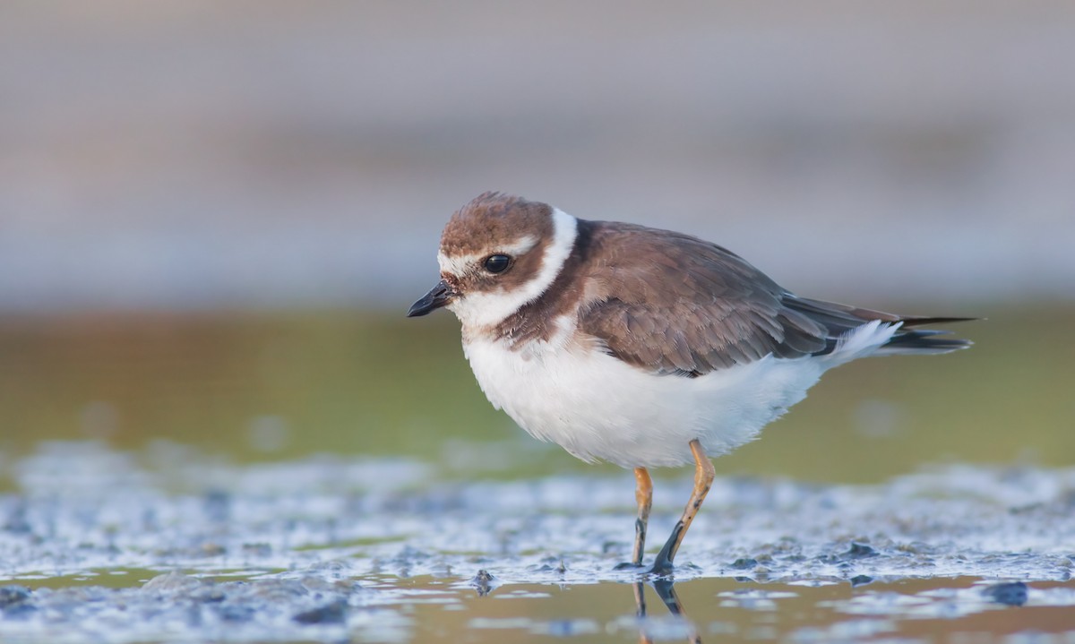 Common Ringed Plover - ML492780261