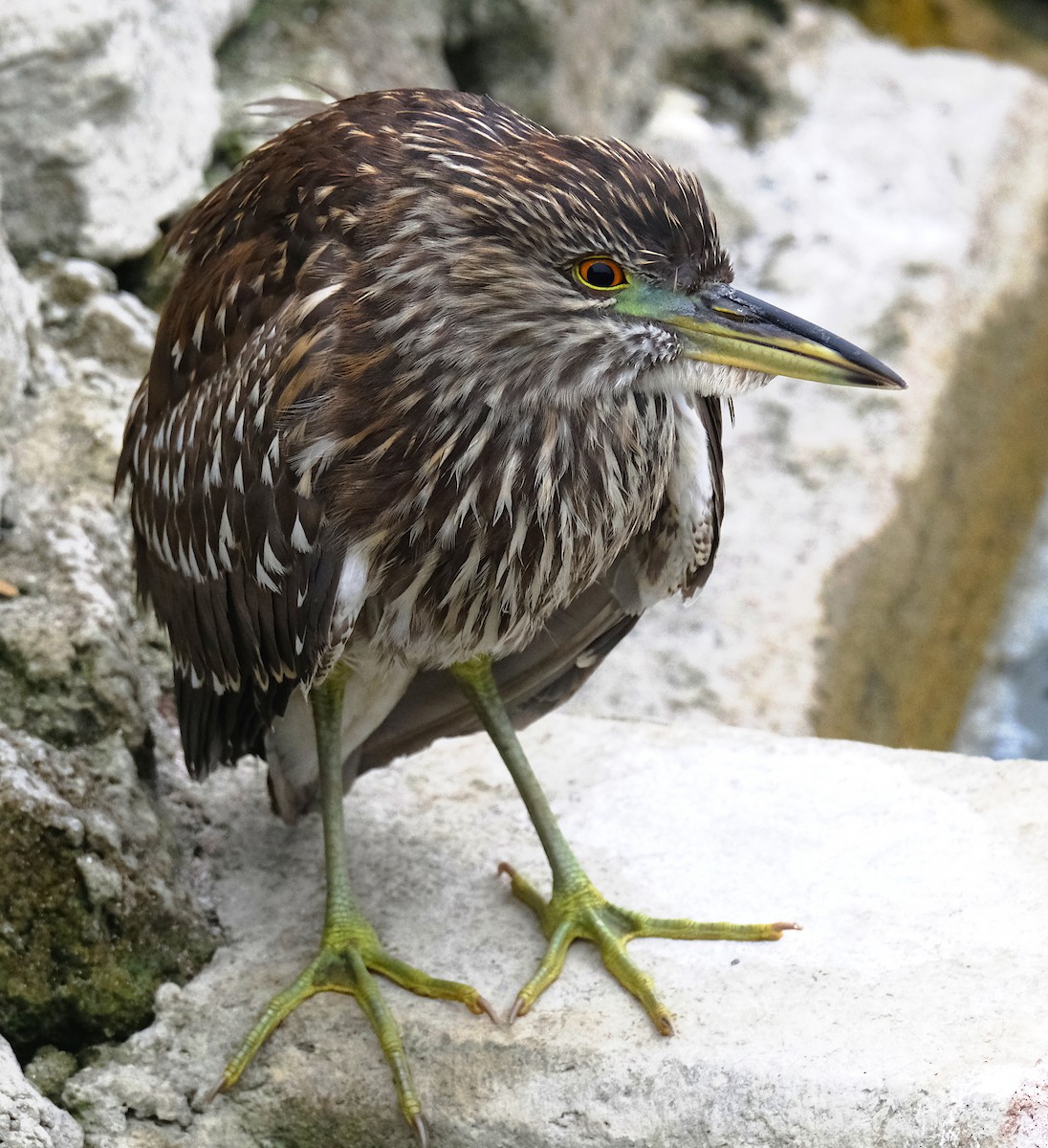 Black-crowned Night Heron - ML492781141