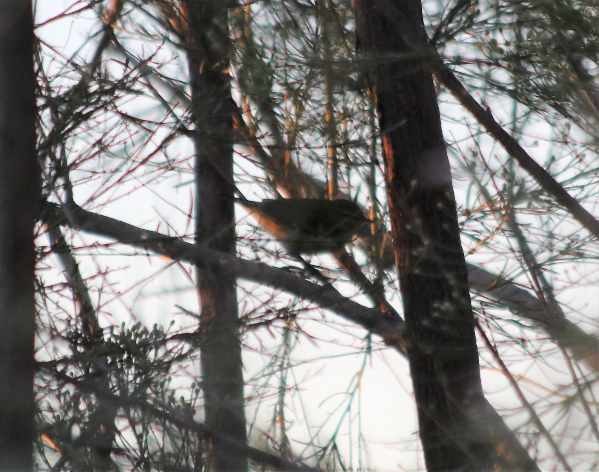 Tennessee Warbler - ML492781271