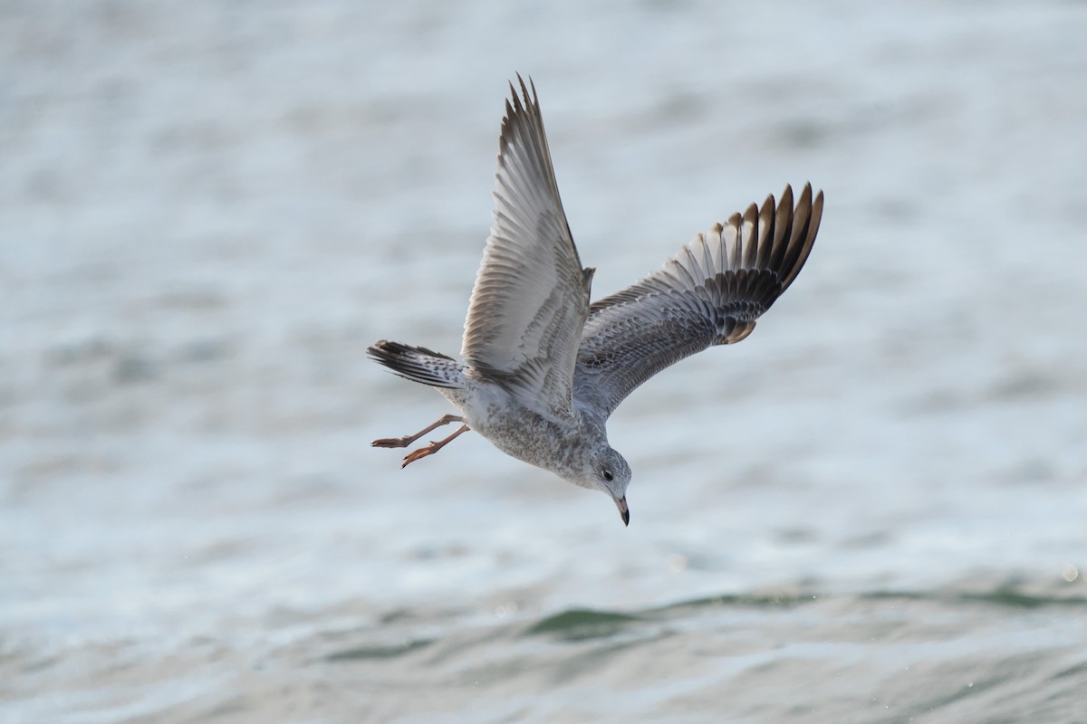 Herring Gull - ML492781661