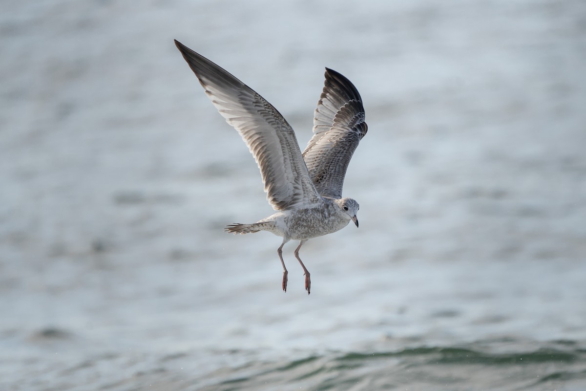 Herring Gull - ML492781671